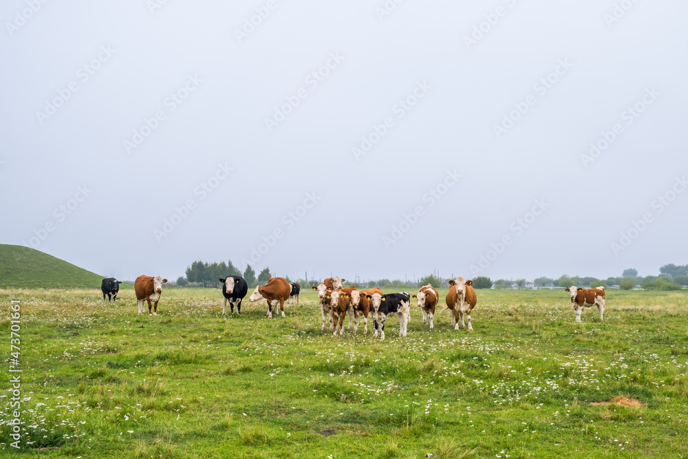 Flock of cattle on a grass meadow Flock of cattle on a grass meadow
