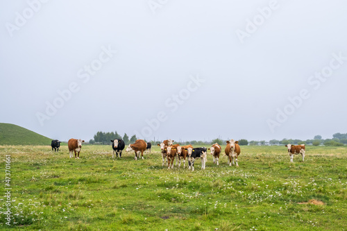 Wallpaper Mural Flock of cattle on a grass meadow Torontodigital.ca