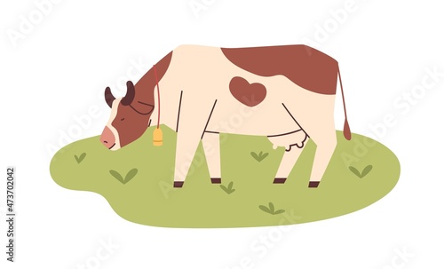 Milk cow grazing on pasture field, eating green grass. Milker with bell on meadow. Domestic animal feeding on organic grassland. Flat vector illustration of dairy farm isolated on white background