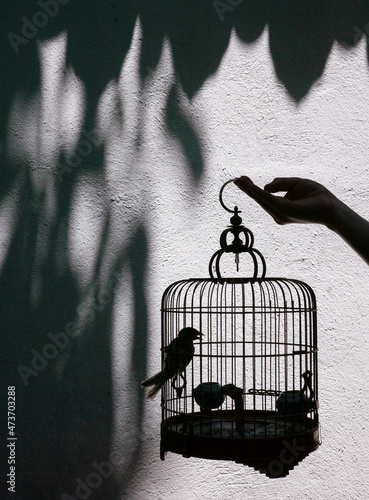 A bird singing in a cage in front of a shaded wall photo