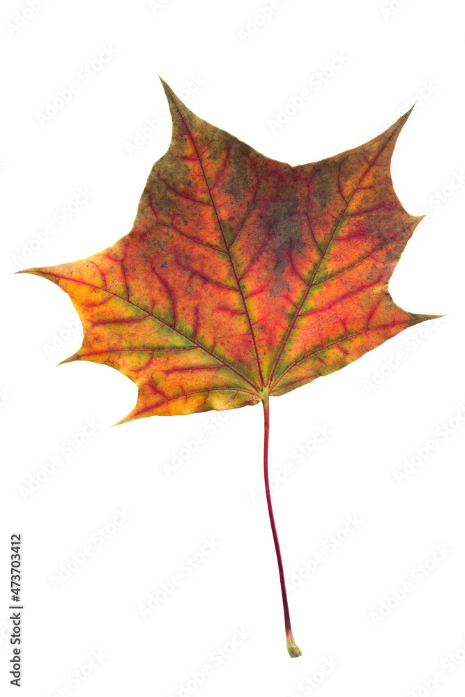 Fototapeta premium Colorful maple leaf isolated