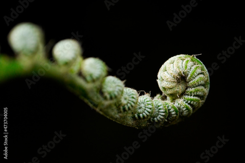 A young fern uncurling  photo