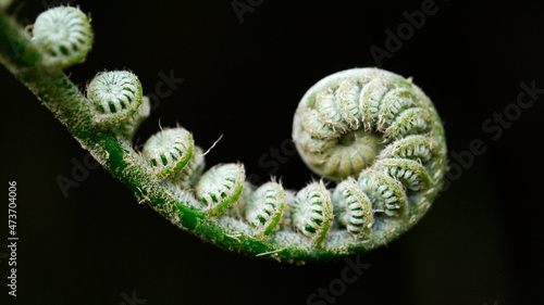 A young fern uncurling  photo
