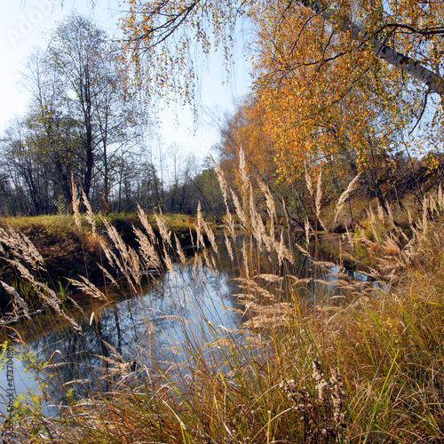 autumn in the forest