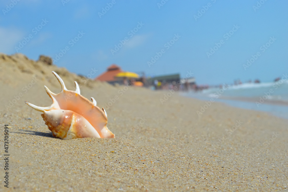 Sea snail on the beach and the sea background Sea snail on the beach and the sea background