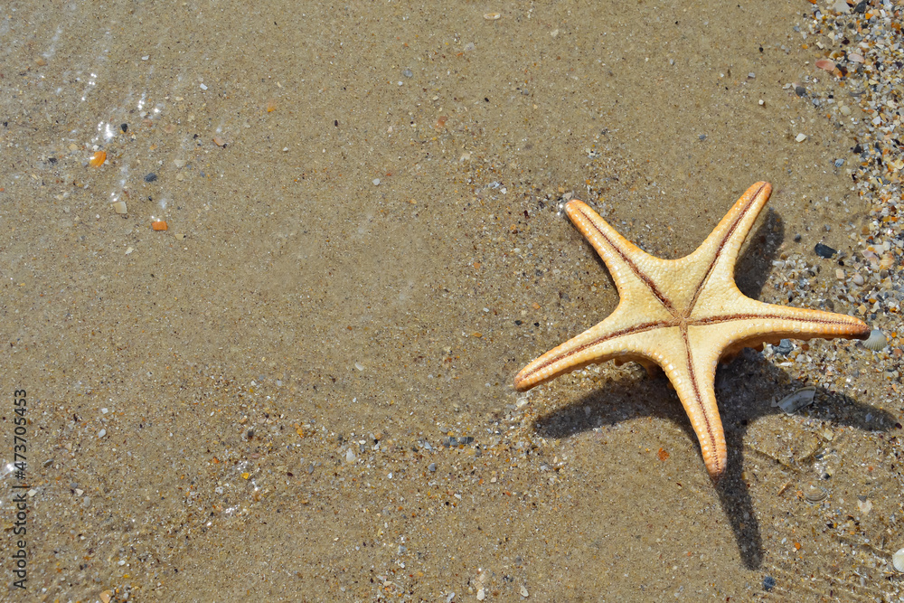 Star fish on the beach and the sea background Star fish on the beach and the sea background