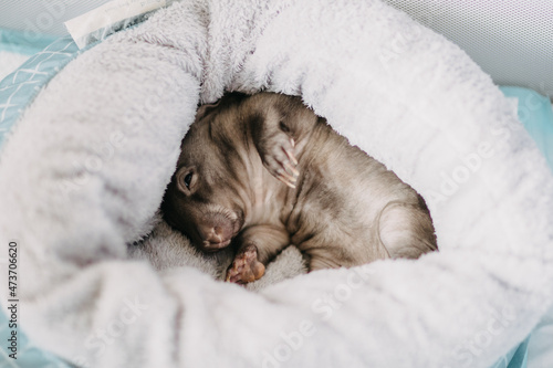 Baby Wombat photo