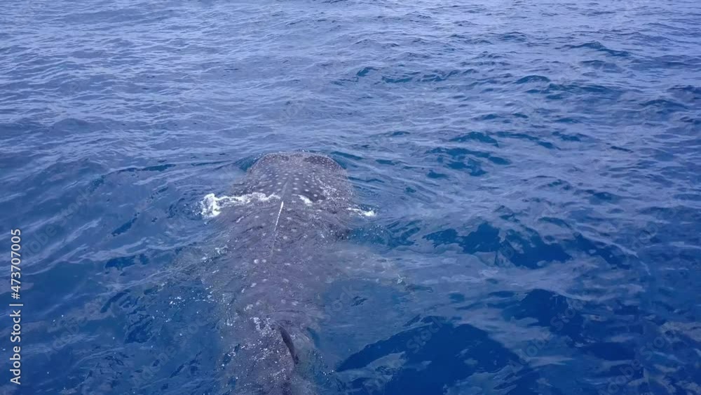 Aerial: Large Whale Shark Swimming In Sea, Drone Flying On Sunny Day - Isla Mujeres, Mexico Aerial: Large Whale Shark Swimming In Sea, Drone Flying On Sunny Day - Isla Mujeres, Mexico
