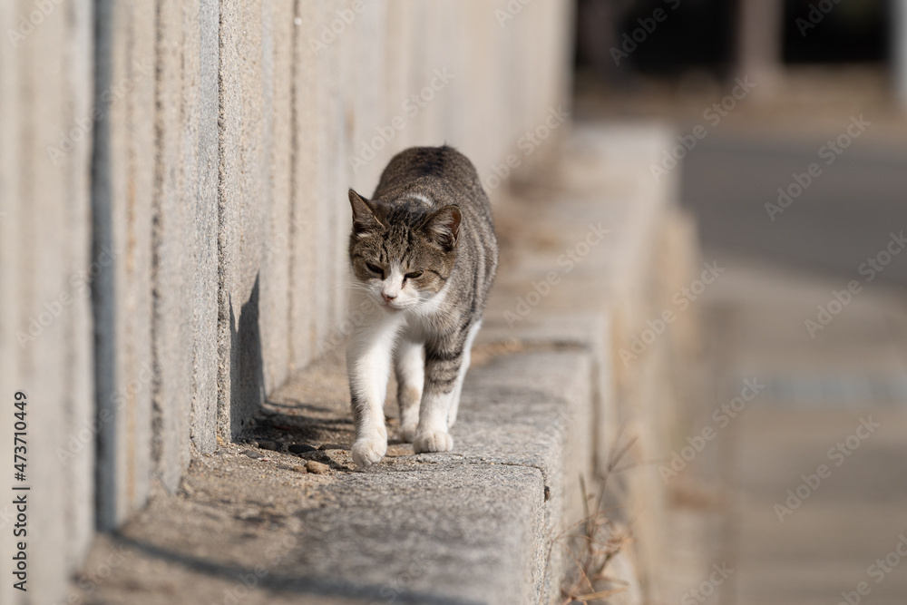 歩く猫 キジトラ猫 歩く猫 キジトラ猫
