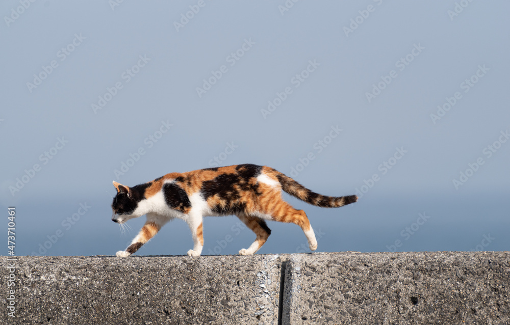 歩く猫 三毛猫 Stock Photo | Adobe Stock