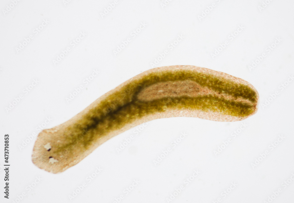 Planarian parasite (flatworm) under microscope view.