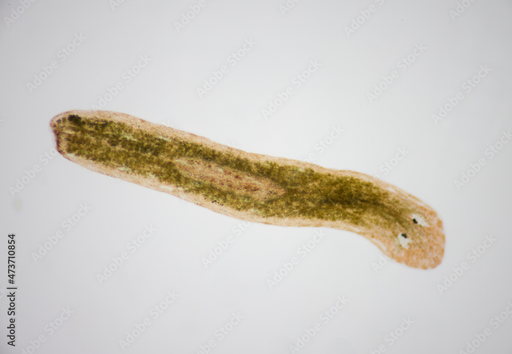 Planarian parasite (flatworm) under microscope view. Planarian parasite (flatworm) under microscope view.