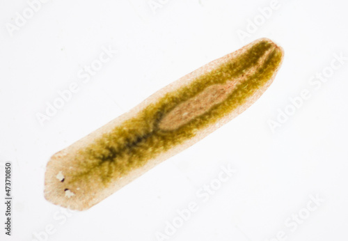 Planarian parasite (flatworm) under microscope view. © sinhyu