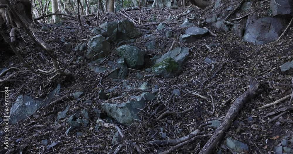 A chaotic cedar forest on the stone and dead leaves. A chaotic cedar forest on the stone and dead leaves.