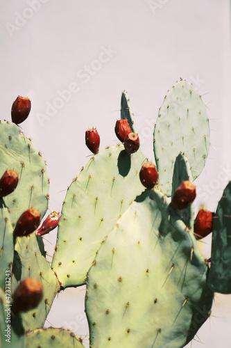 cactus with buds photo