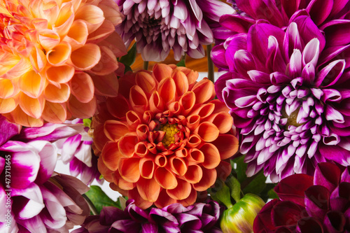 Colorful dahlia floral background 