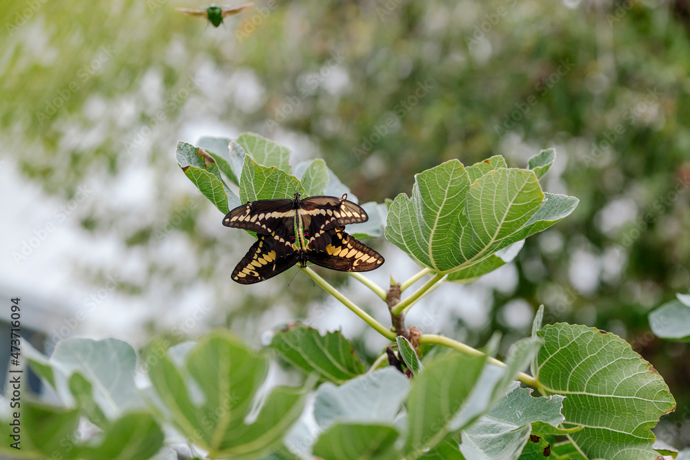 Black and yellow butterflies on fig tree Black and yellow butterflies on fig tree