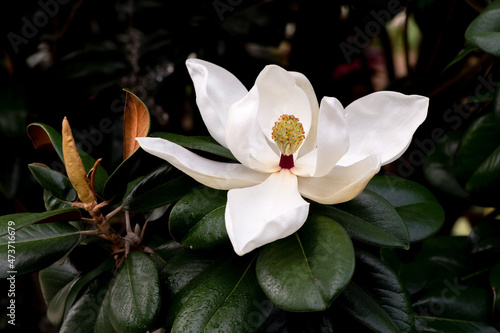 magnolia flower photo