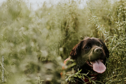 Dog in the Grass with His Tongue Out photo