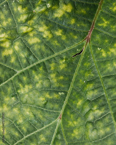 Close up of infected leaves. photo