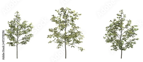 silhouette deciduous tree, 3D illustration, cg render