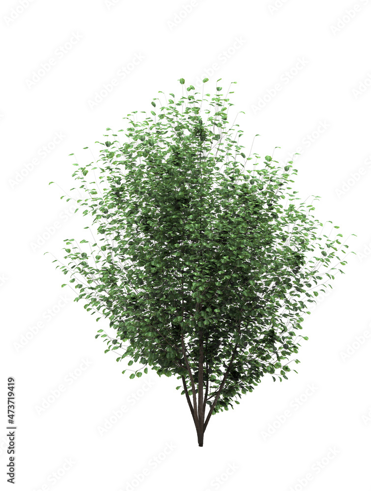 Obraz premium silhouette deciduous tree, 3D illustration, cg render