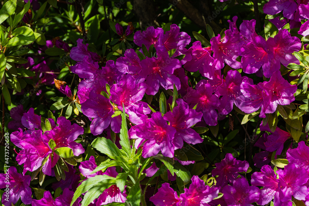 Purple Rhododendron Azalea on blurred background of green leaves. Selective focus. Colorful inflorescences of rhododendron close-up. Arboretum 