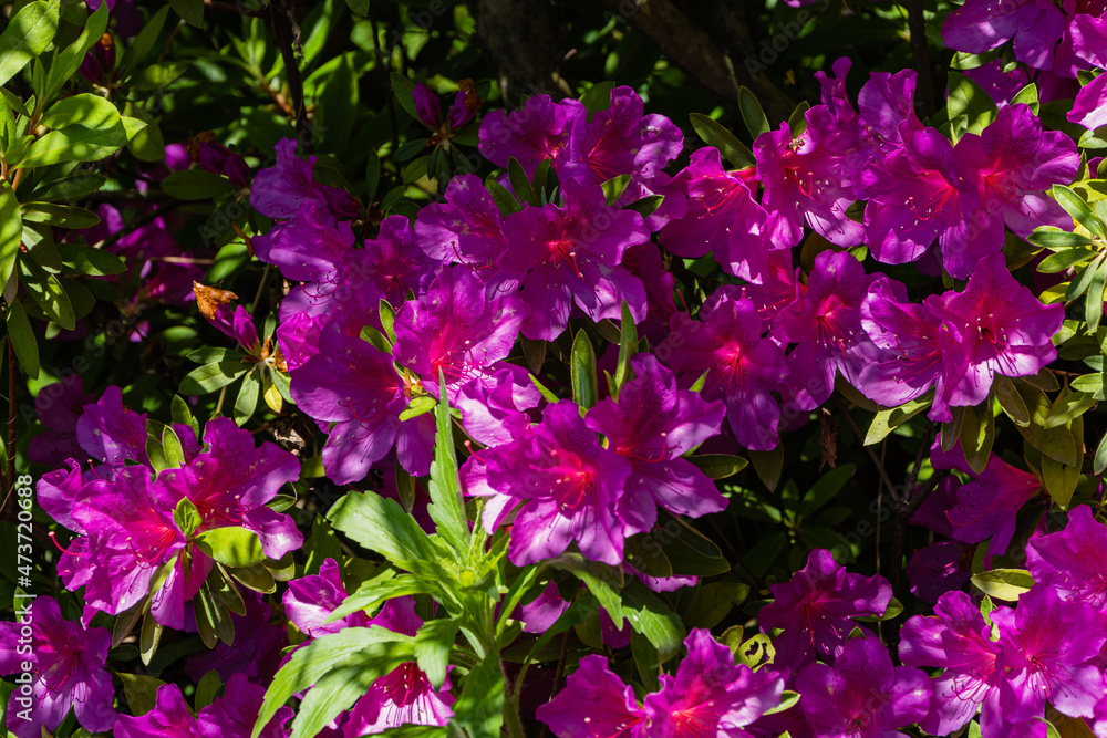 Purple Rhododendron Azalea on blurred background of green leaves. Selective focus. Colorful inflorescences of rhododendron close-up. Arboretum Purple Rhododendron Azalea on blurred background of green leaves. Selective focus. Colorful inflorescences of rhododendron close-up. Arboretum
