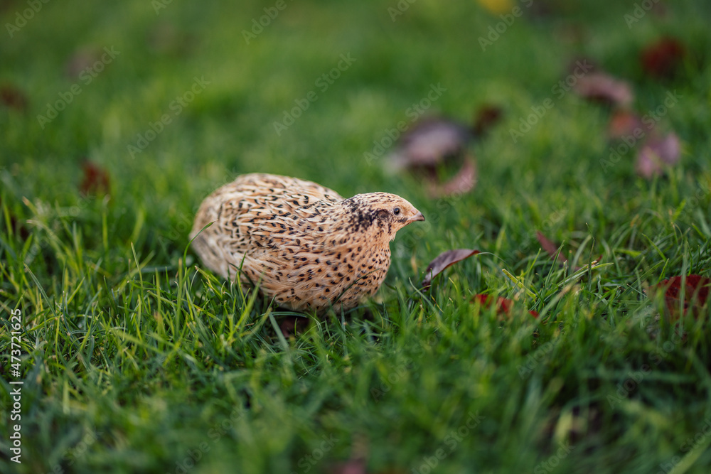Curious cute quail, familiarizing itself with the nature around it. Curious cute quail, familiarizing itself with the nature around it.