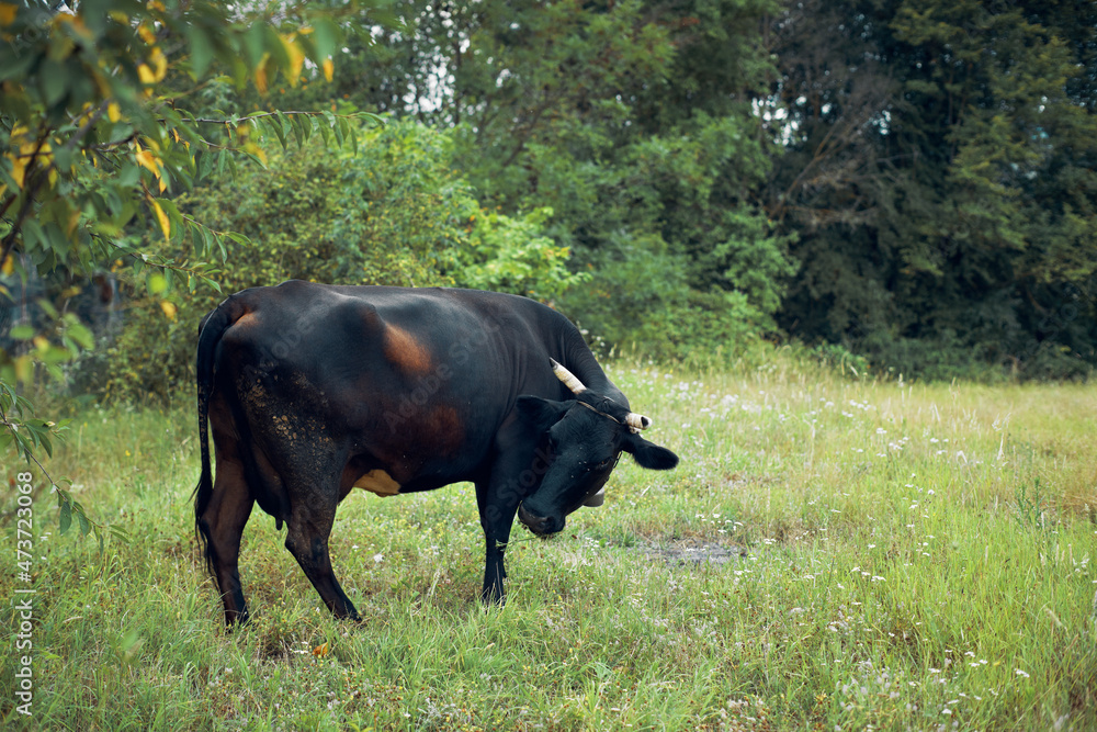 bull grazes in the meadow grass nature animal farm bull grazes in the meadow grass nature animal farm