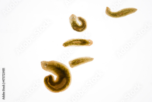 Фотография Planarian parasite (flatworm) under microscope view.