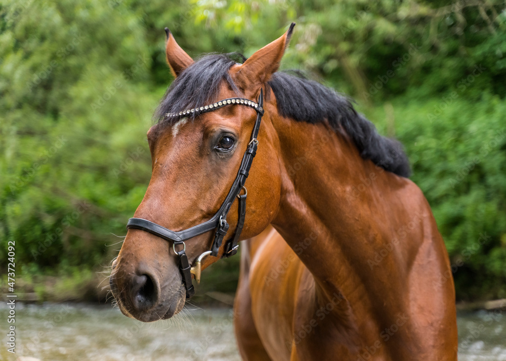Brown warmblood horse in forest Brown warmblood horse in forest