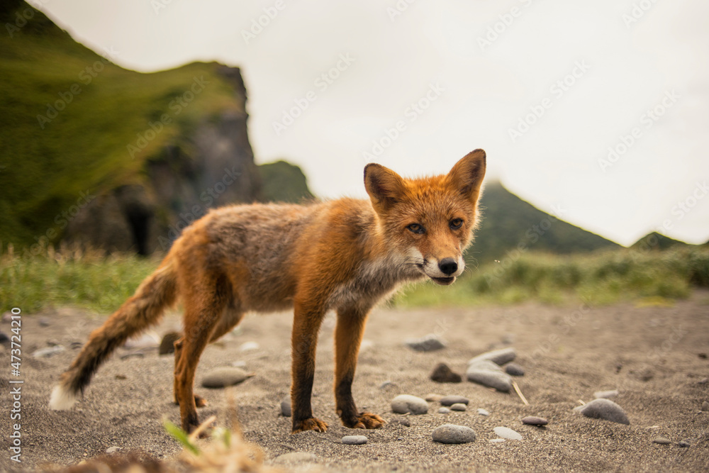 Wild fox in natural environment Wild fox in natural environment