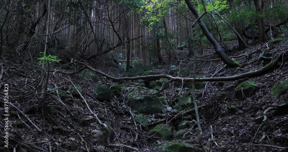A chaotic cedar forest on the stone and dead leaves. A chaotic cedar forest on the stone and dead leaves.