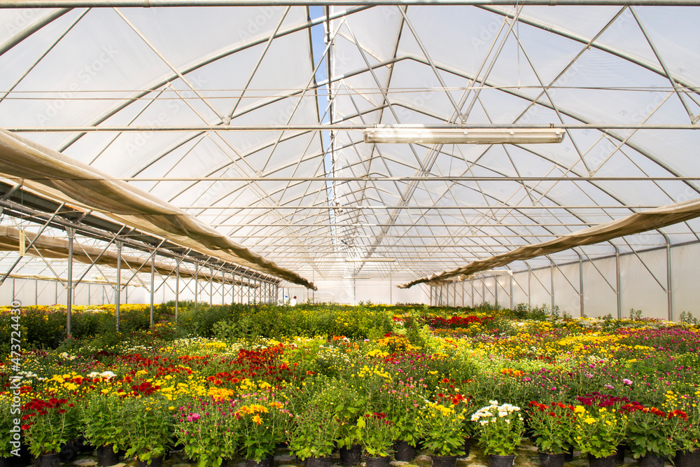 greenhouse with flowers