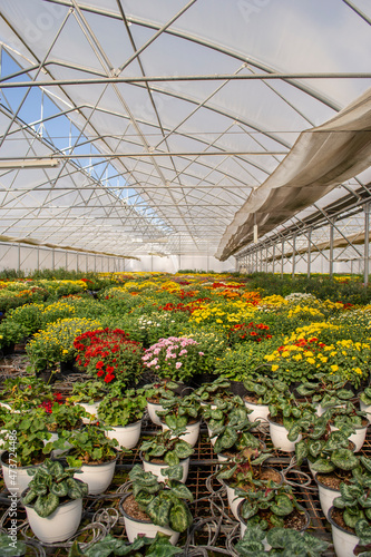 greenhouse with flowers