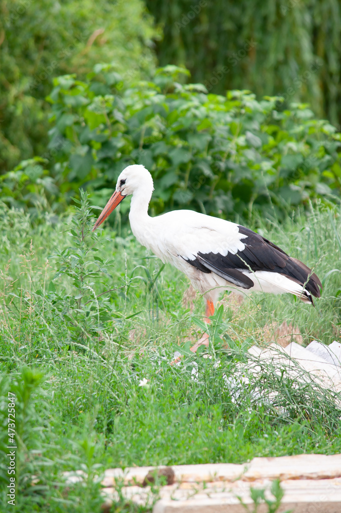 Fototapeta premium Adult European White Stork Standing In Green Summer Grass in Search of Food for their Nest Wild Field Bird In Sunset Time Stork walking in the Field