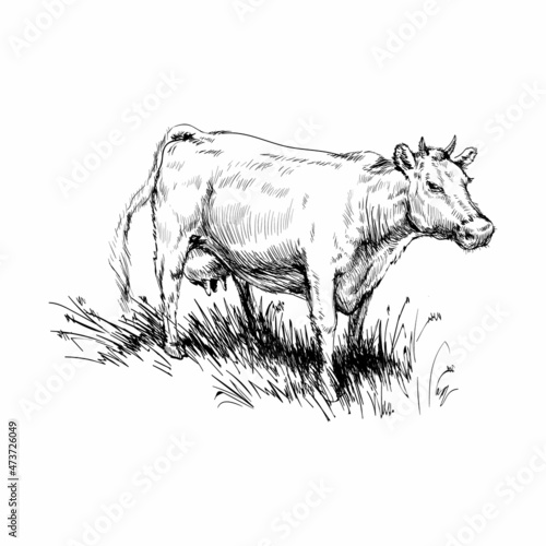Cow Grazing Cattle Animal Husbandry Livestock