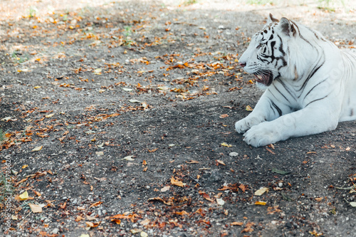 white tiger predator in the shade of trees photo