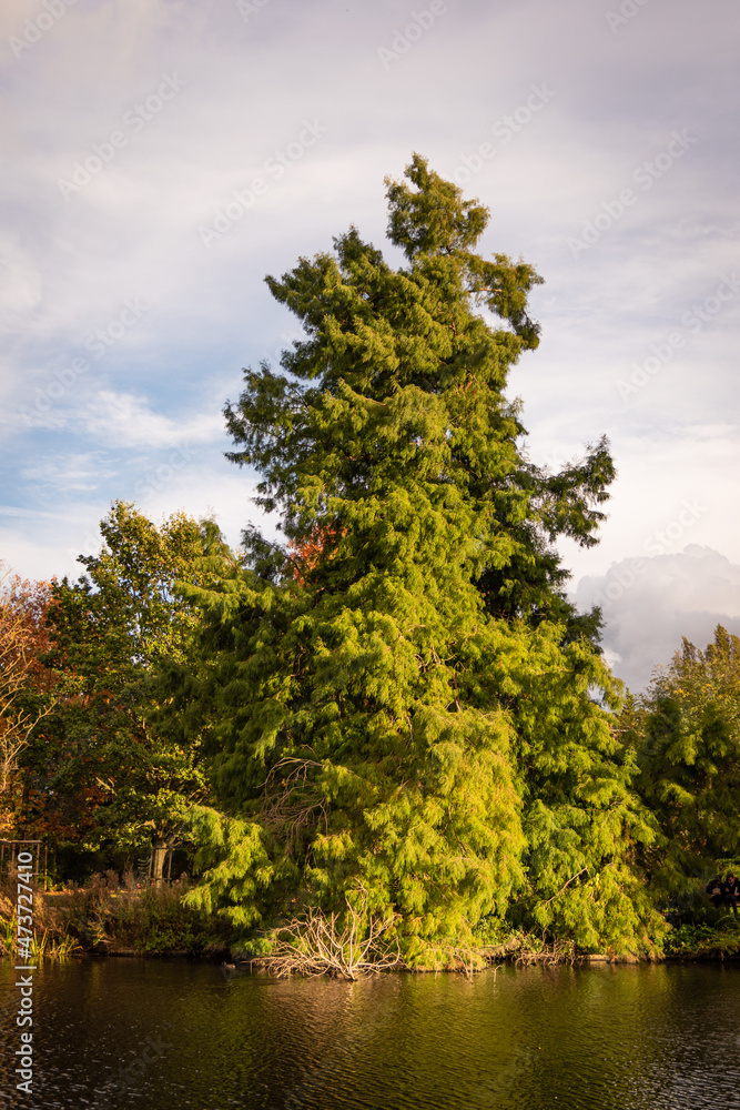 Fototapeta premium autumn in the park