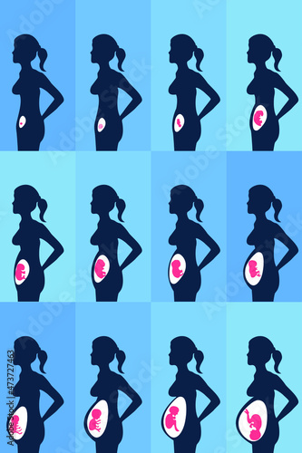 Stages of Prenatal Development vector