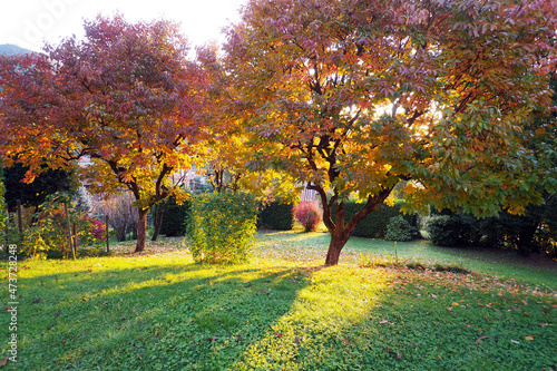 Italian garden with persimmon trees, autumn mood, colorful foliage, sunshine.