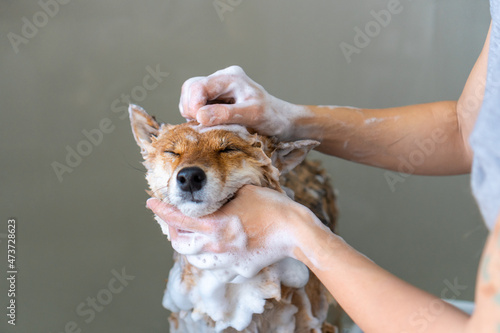 Dog shampoo wash photo