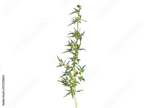Tableau sur toile Spiny Cocklebur plant isolated on white, Xanthium spinosum