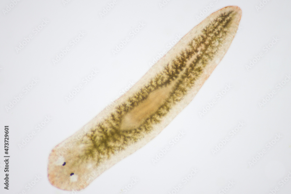 Planarian parasite (flatworm) under microscope view. Planarian parasite (flatworm) under microscope view.