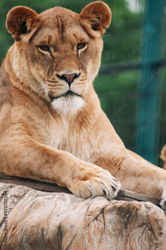 Close-up Portreit Asiatic Lion Female Rests on a Rock in Zoo Panthera Leo Persica known as Indian or Persian lion Close-up Portreit Asiatic Lion Female Rests on a Rock in Zoo Panthera Leo Persica known as Indian or Persian lion