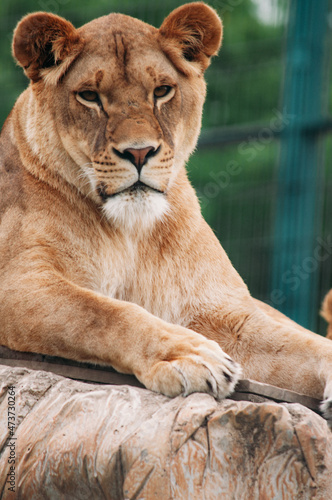 Close-up Portreit Asiatic Lion Female Rests on a Rock in Zoo Panthera Leo Persica known as Indian or Persian lion © Евгения Иванова