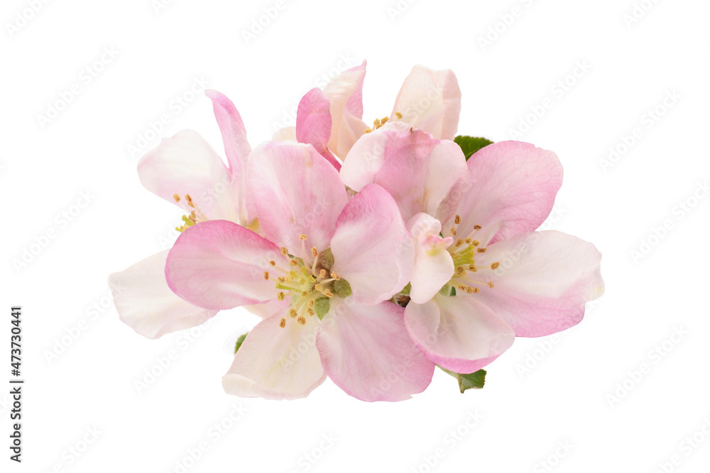 Appe tree blossom pink and beautiful cosed up isolated on white
