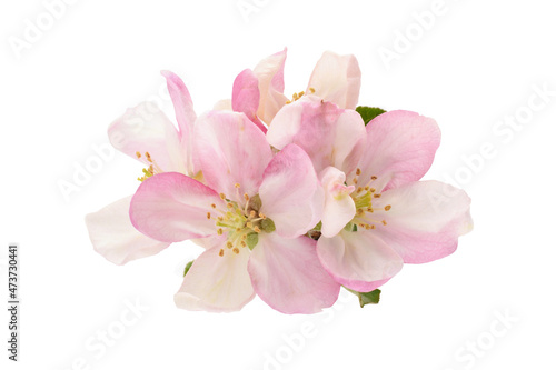 Appe tree blossom pink and beautiful cosed up isolated on white