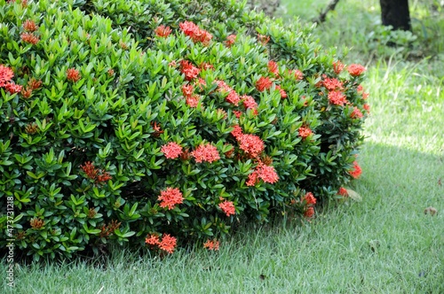 ixora flower in nature garden